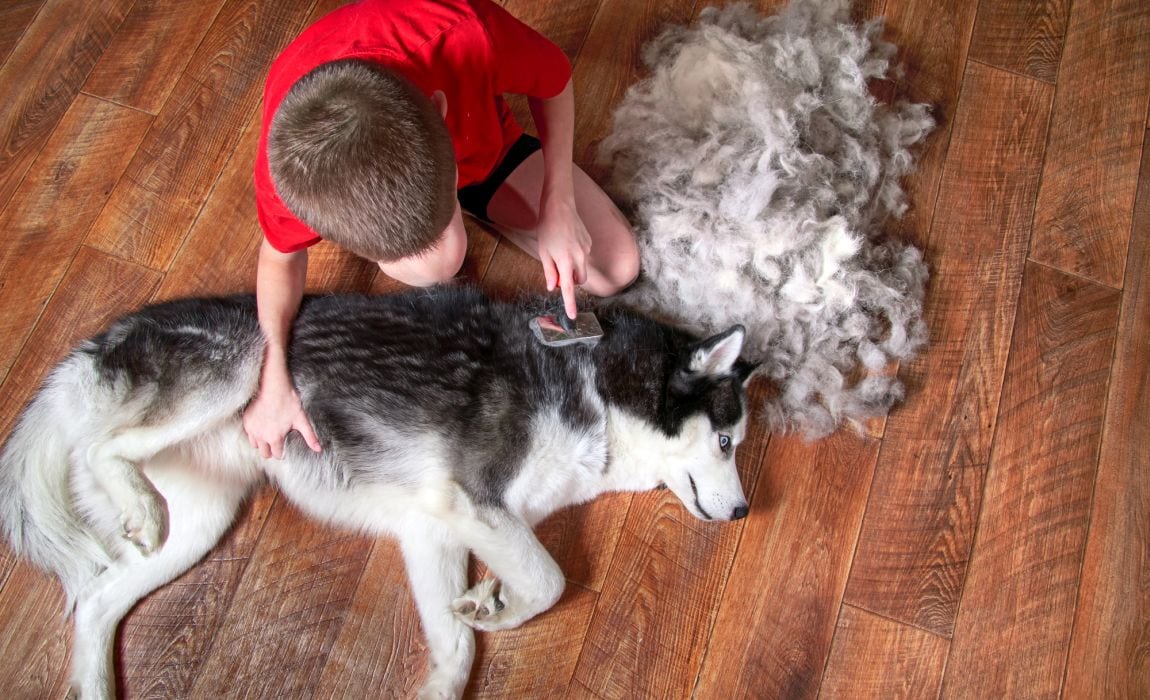 Best Brush For Husky 2020 - KibrisPDR