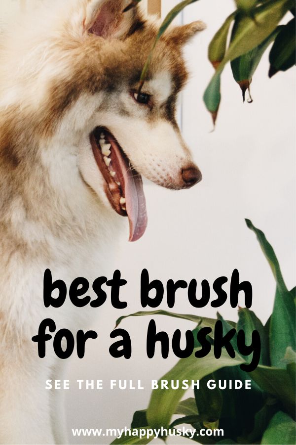 Detail Best Brush For Husky 2020 Nomer 20