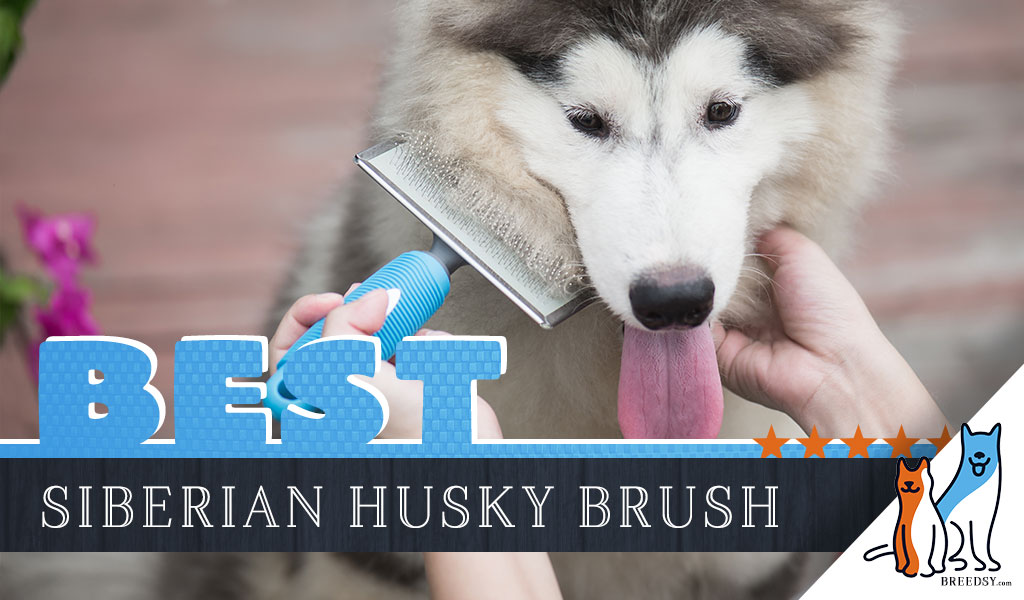 Detail Best Brush For Husky 2020 Nomer 10