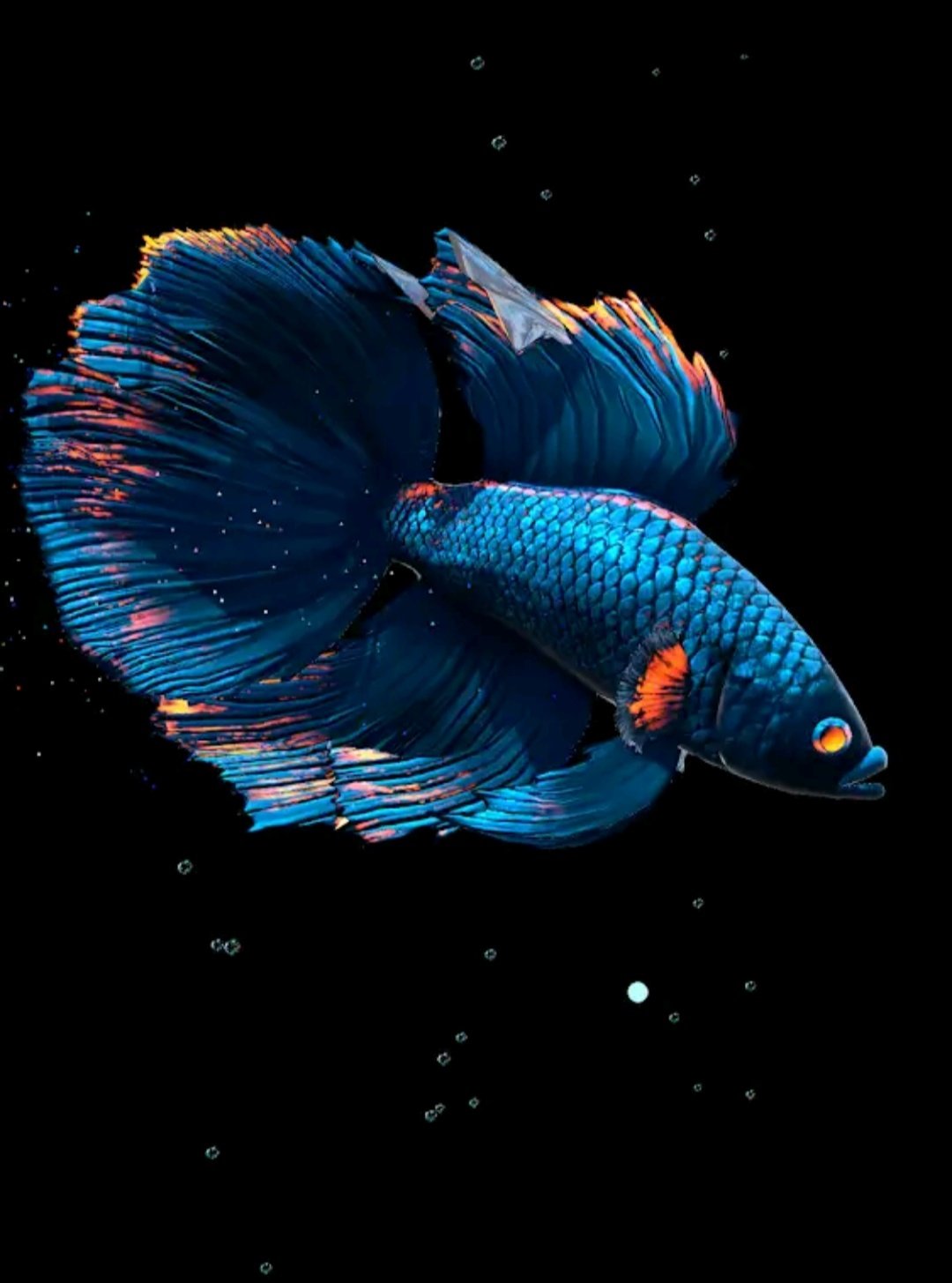 Detail Betta Fish 3d Live Wallpaper Nomer 11