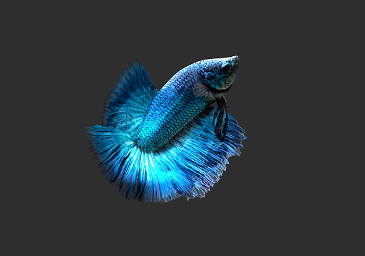 Detail Betta Fish 3d Live Wallpaper Nomer 14