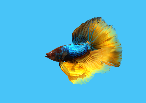 Detail Betta Fish 3d Live Wallpaper Nomer 24