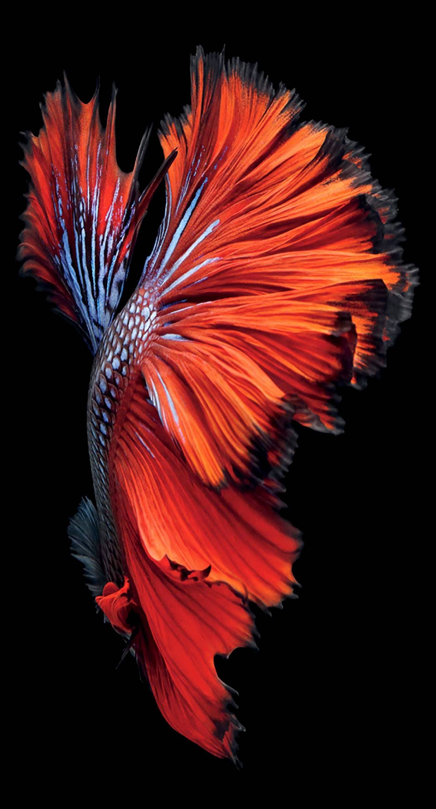 Detail Betta Fish 3d Live Wallpaper Nomer 26