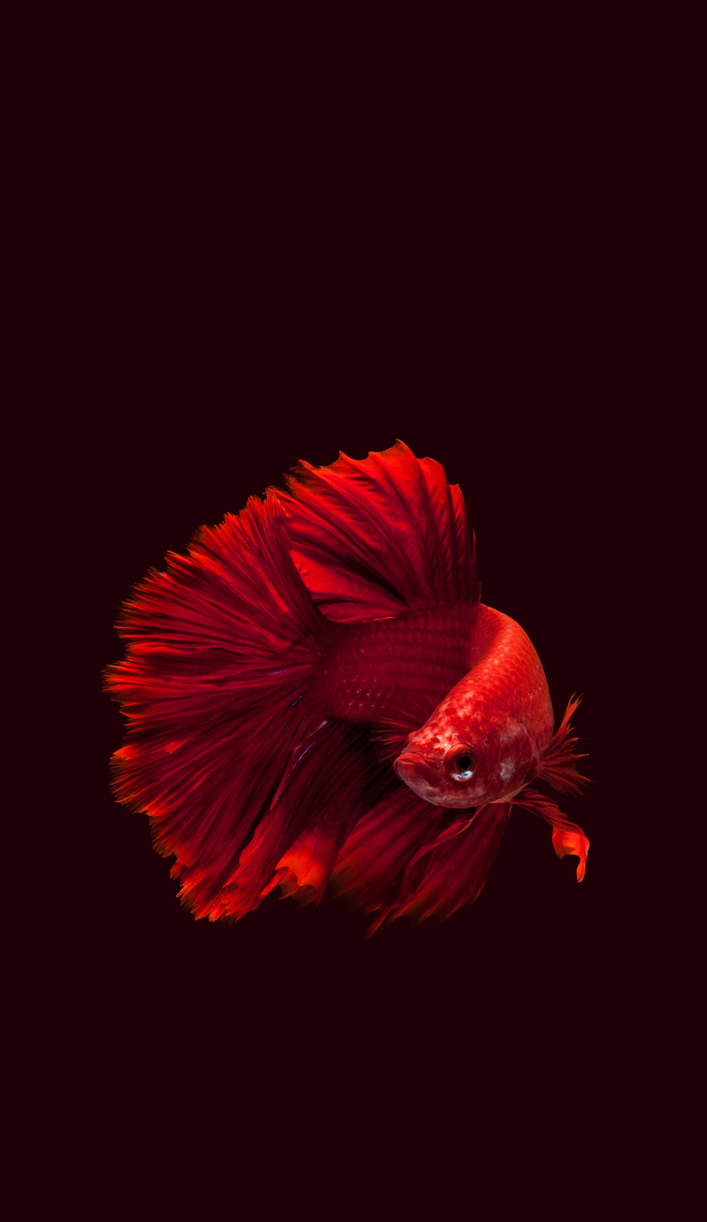 Detail Betta Fish 3d Live Wallpaper Nomer 38