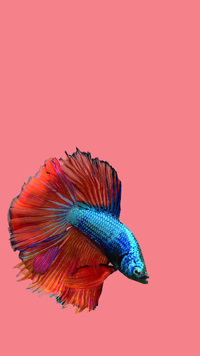 Detail Betta Fish 3d Live Wallpaper Nomer 40