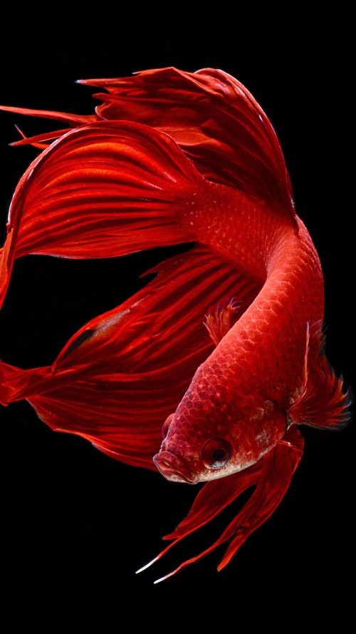 Detail Betta Fish 3d Live Wallpaper Nomer 43