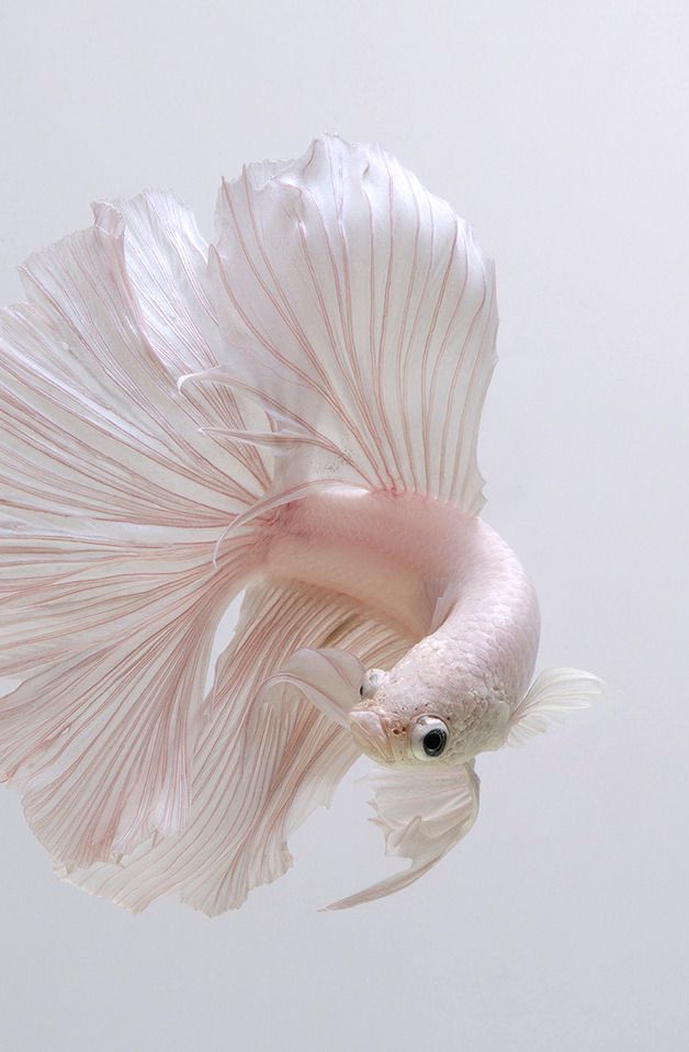 Detail Betta Fish 3d Live Wallpaper Nomer 56