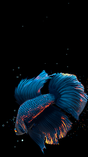Detail Betta Fish 3d Live Wallpaper Nomer 9
