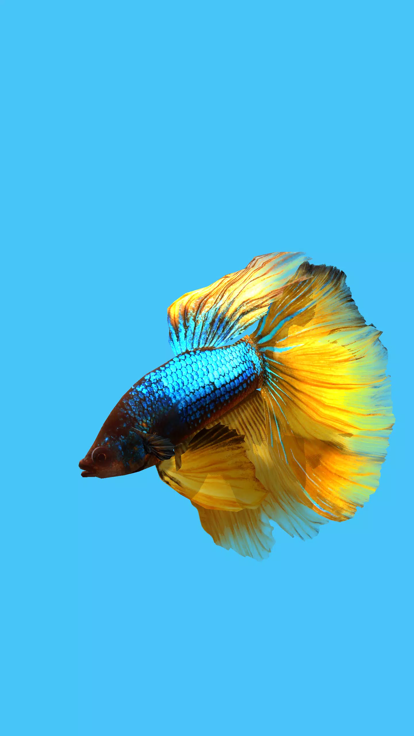 Detail Betta Fish Live Wallpaper Nomer 13