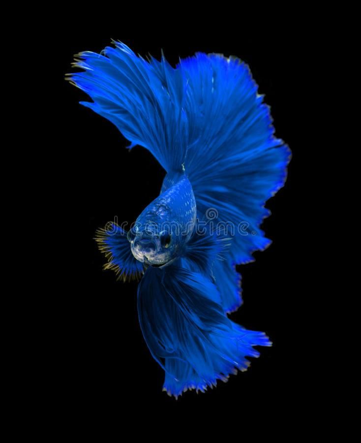 Detail Betta Fish Live Wallpaper Nomer 15