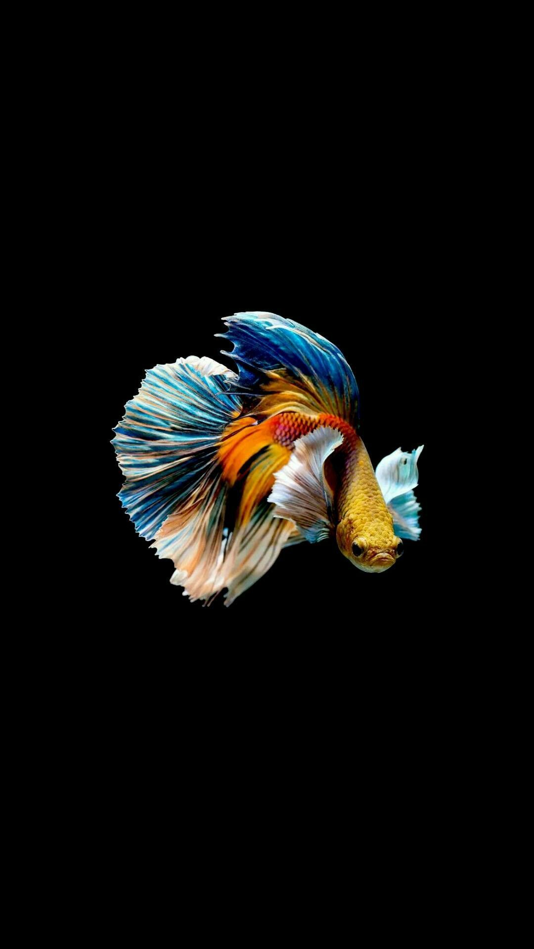 Detail Betta Fish Live Wallpaper Nomer 17