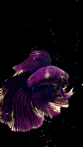 Detail Betta Fish Live Wallpaper Nomer 23