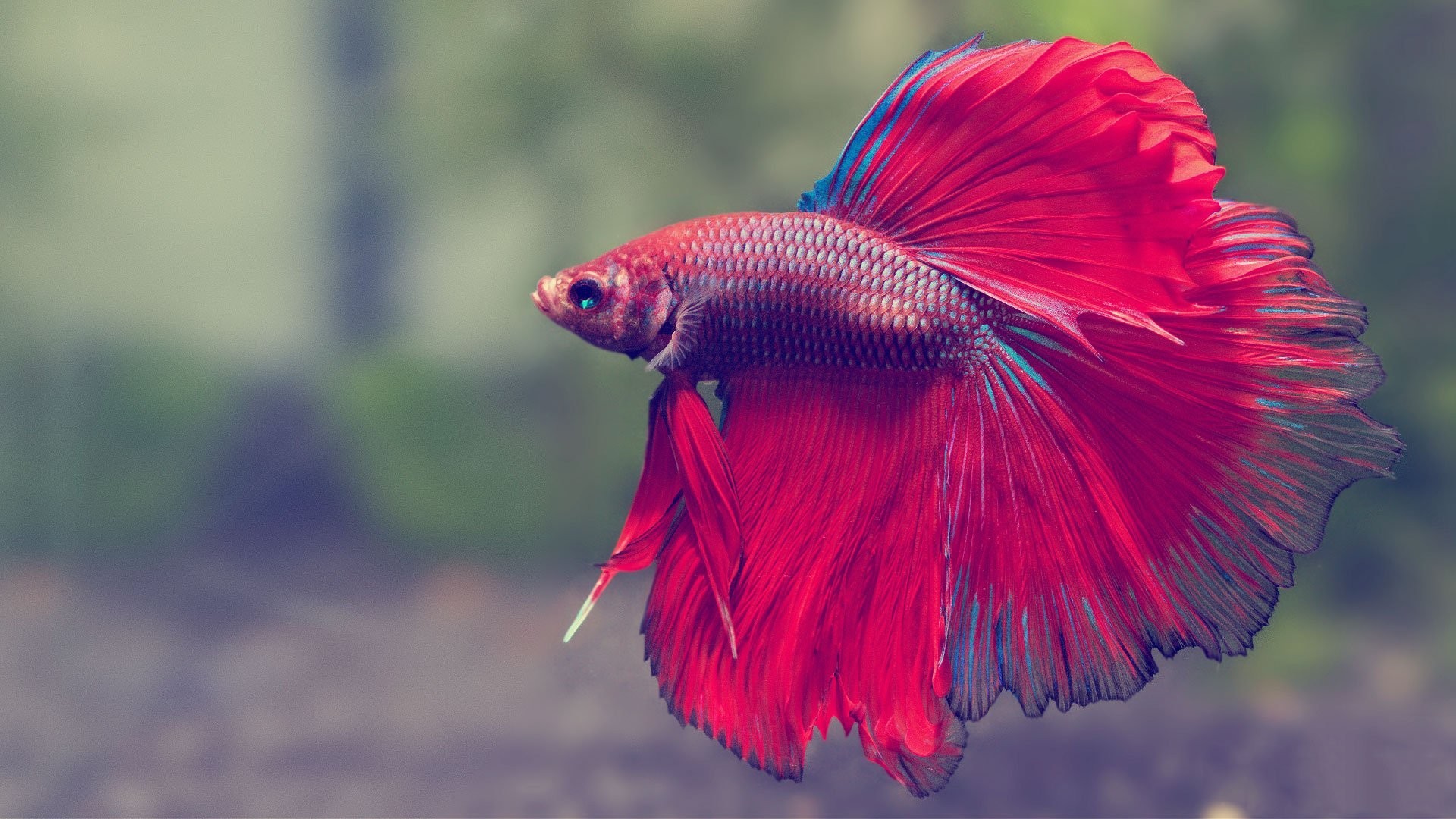 Detail Betta Fish Live Wallpaper Nomer 24