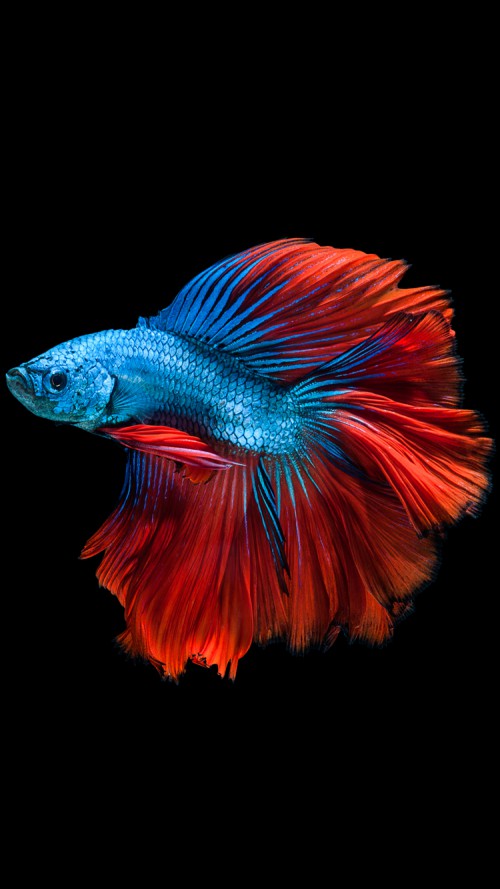 Detail Betta Fish Live Wallpaper Nomer 31