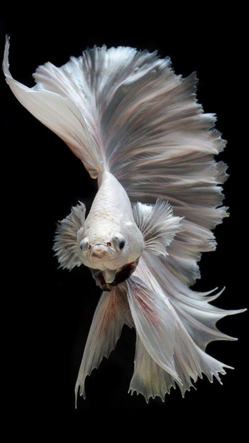 Detail Betta Fish Live Wallpaper Nomer 32