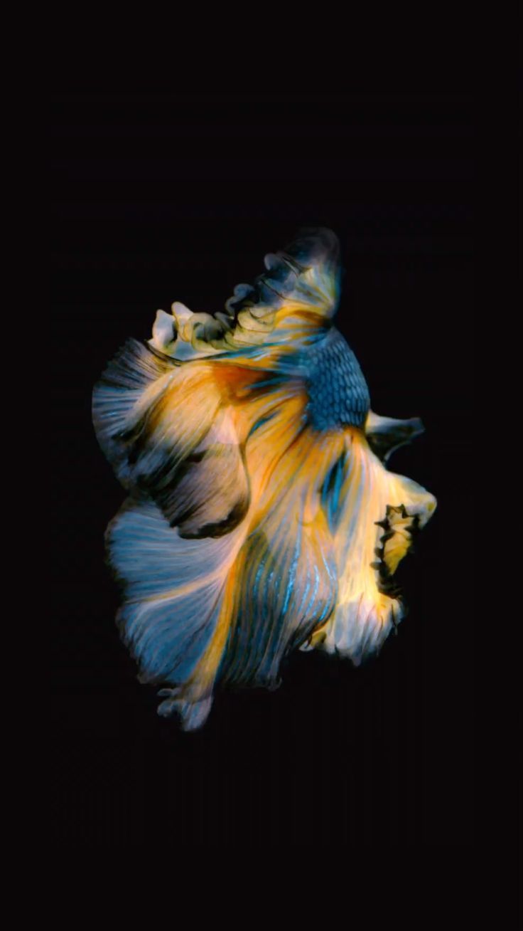 Detail Betta Fish Live Wallpaper Nomer 36