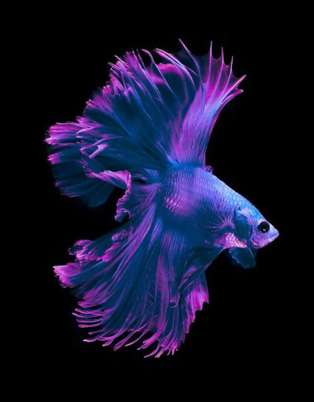 Detail Betta Fish Live Wallpaper Nomer 47