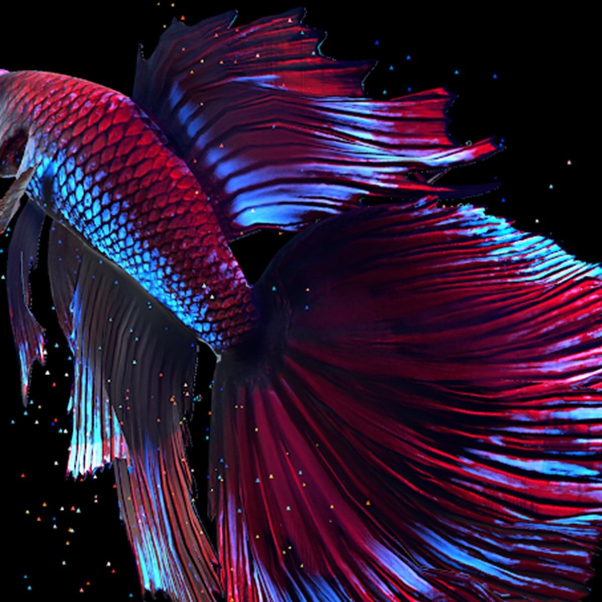 Detail Betta Fish Live Wallpaper Nomer 50