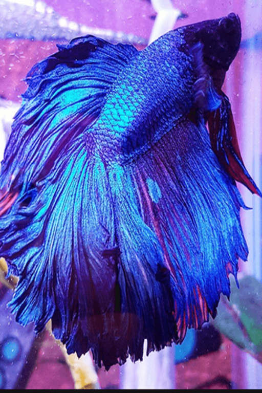 Detail Betta Fish Live Wallpaper Nomer 51