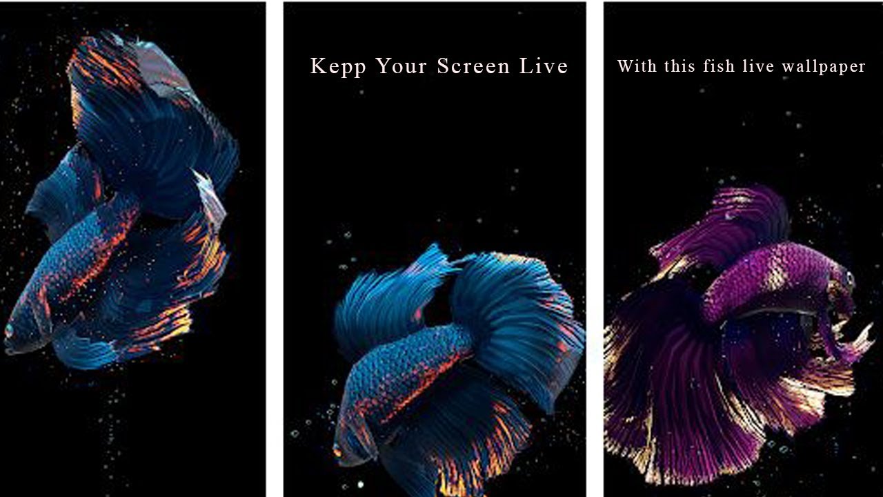 Detail Betta Fish Live Wallpaper Nomer 58