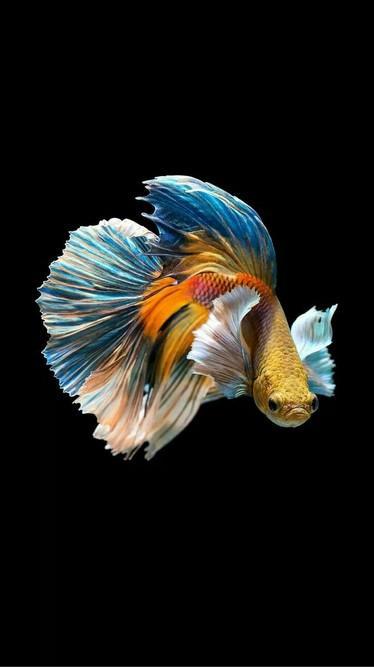 Detail Betta Fish Live Wallpaper Nomer 8