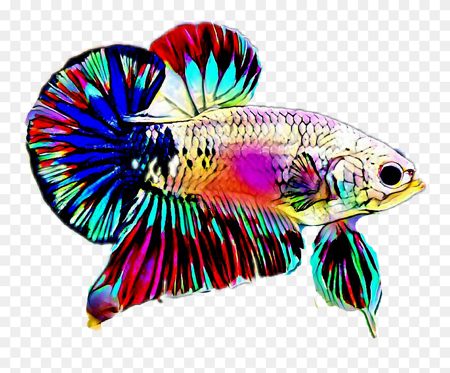 Detail Betta Fish Logo Nomer 43