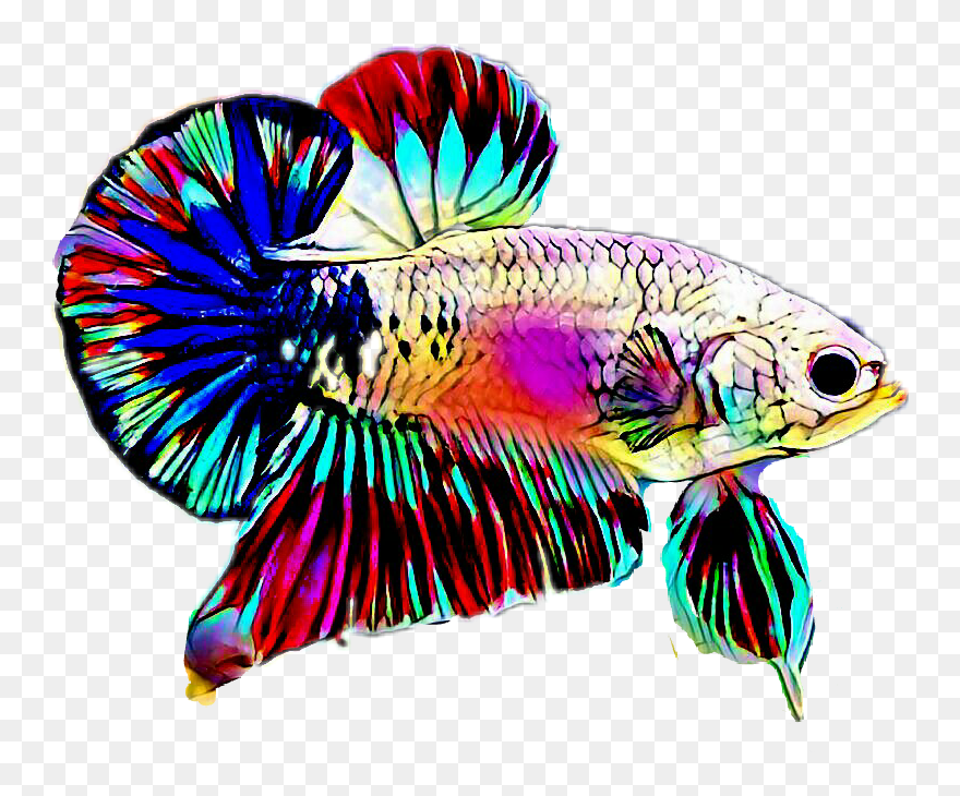 Detail Betta Fish Logo Vector Nomer 20