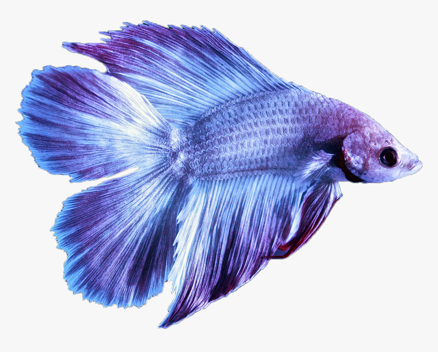 Detail Betta Fish Png Nomer 12