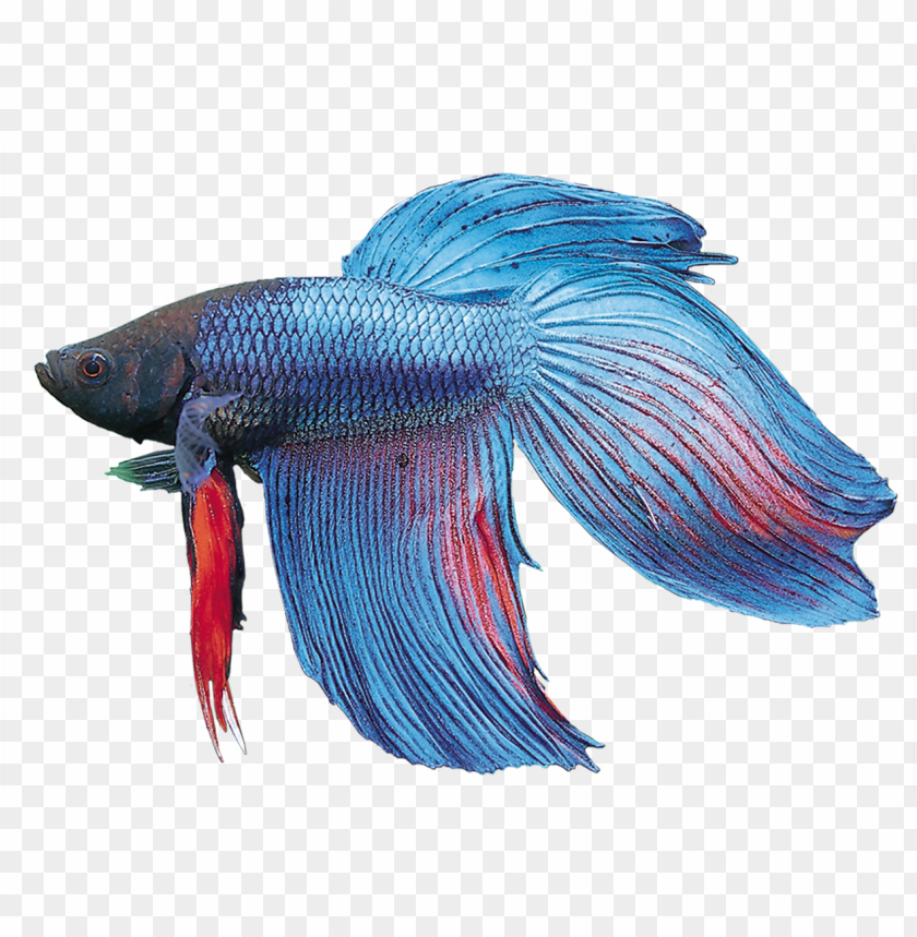 Detail Betta Fish Png Nomer 20