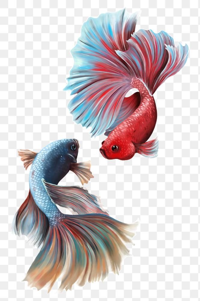 Detail Betta Fish Png Nomer 22