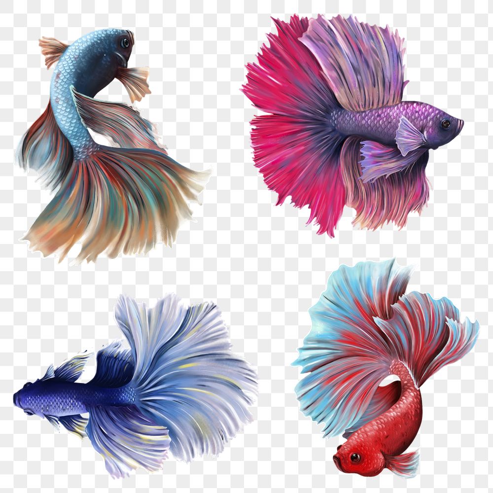 Detail Betta Fish Png Nomer 26