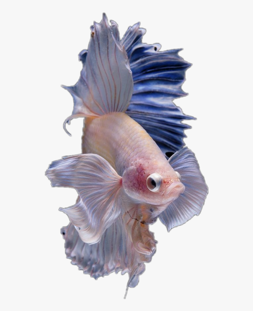 Detail Betta Fish Png Nomer 28