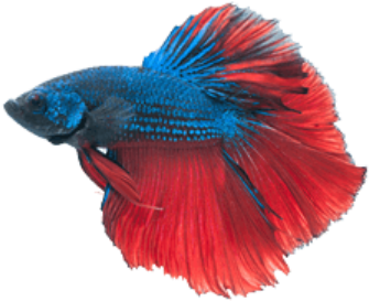 Detail Betta Fish Png Nomer 34