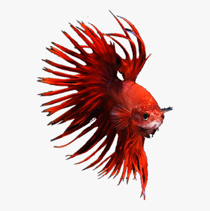 Detail Betta Fish Png Nomer 35