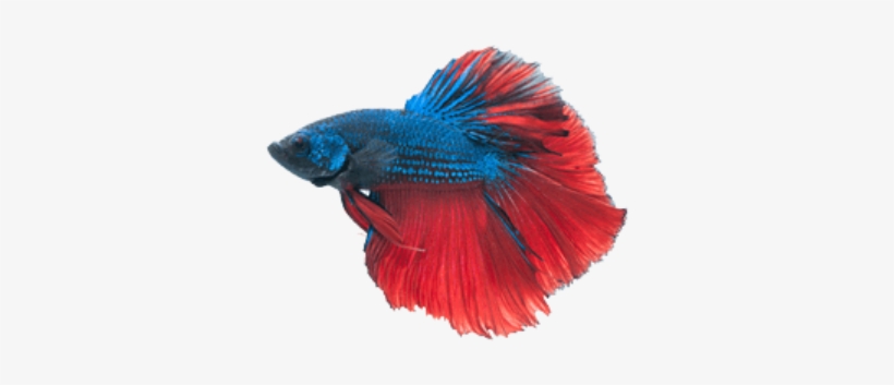 Detail Betta Fish Png Nomer 39