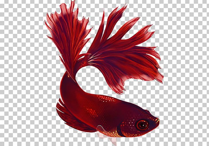 Detail Betta Fish Png Nomer 41