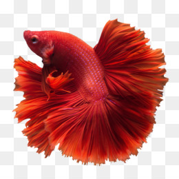 Detail Betta Fish Png Nomer 6