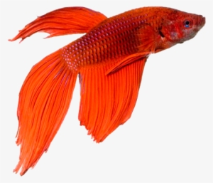 Detail Betta Fish Png Nomer 49