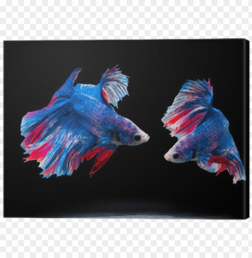 Detail Betta Fish Png Nomer 51