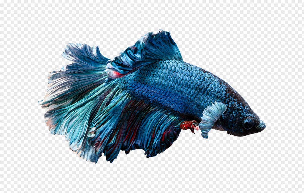 Detail Betta Fish Png Nomer 9