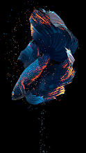 Detail Betta Fish Wallpaper Nomer 11