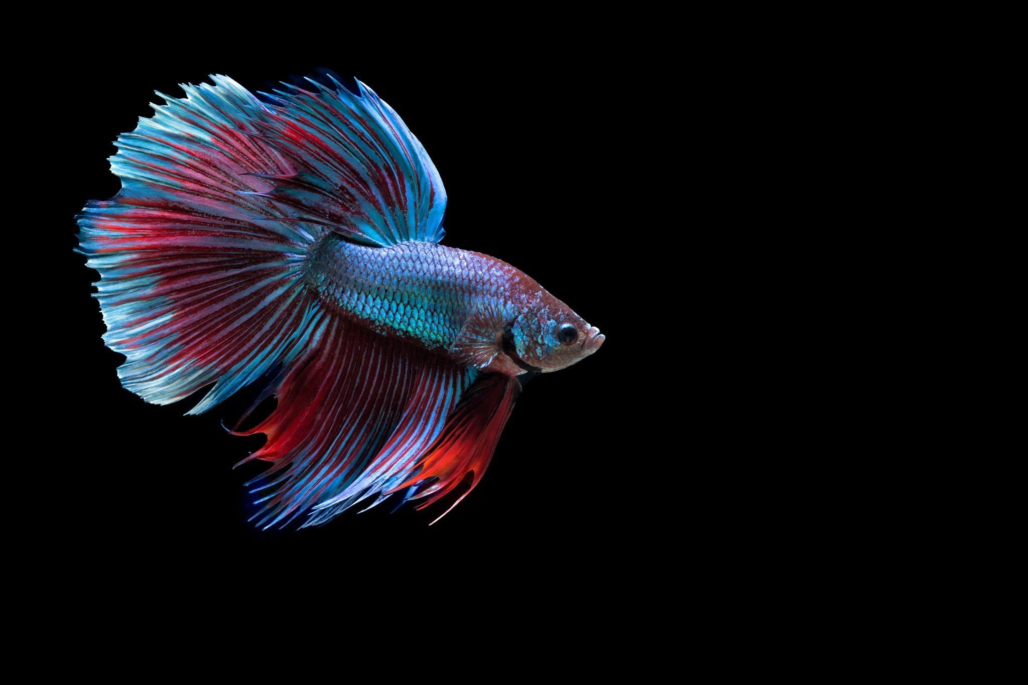 Detail Betta Fish Wallpaper Nomer 12