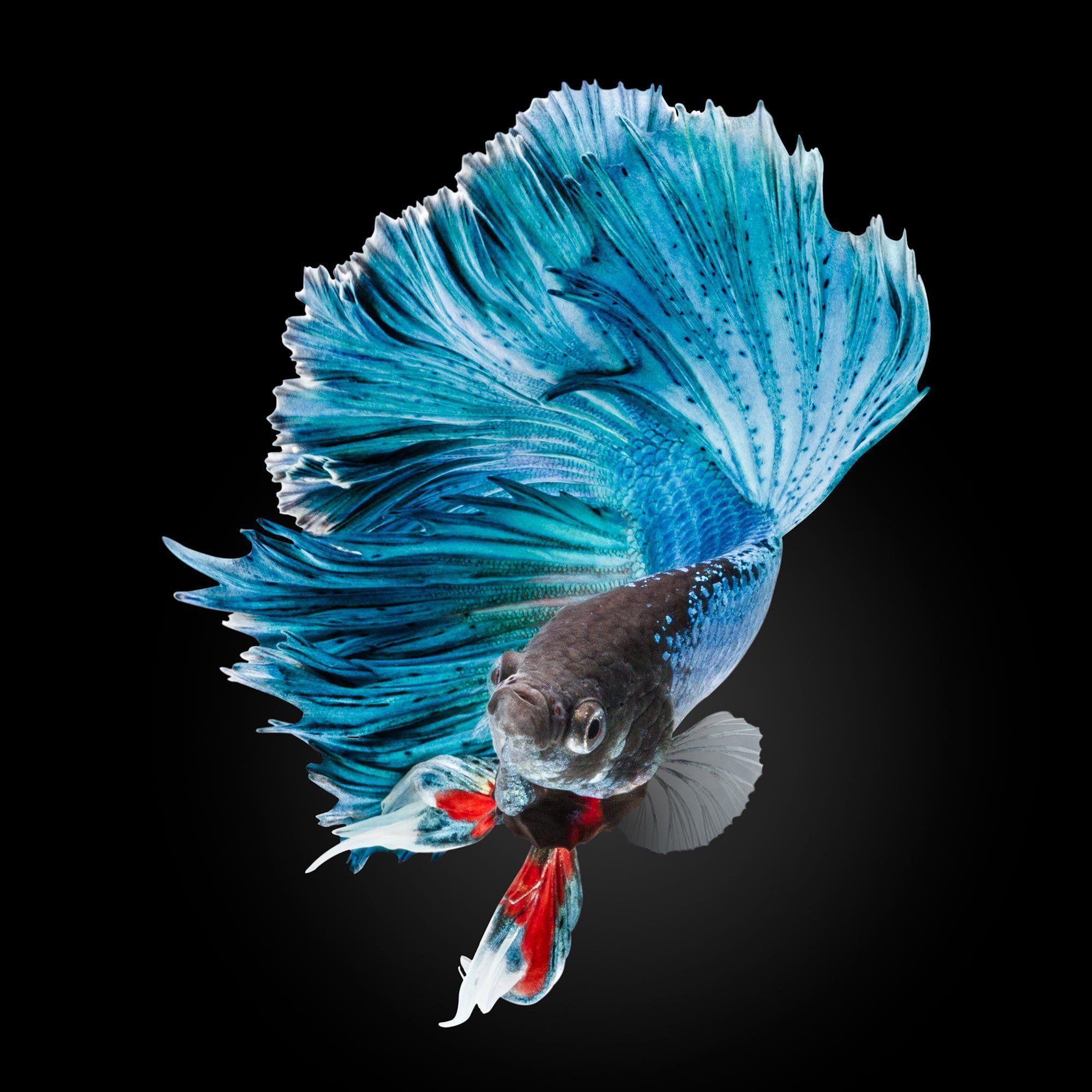 Detail Betta Fish Wallpaper Nomer 3