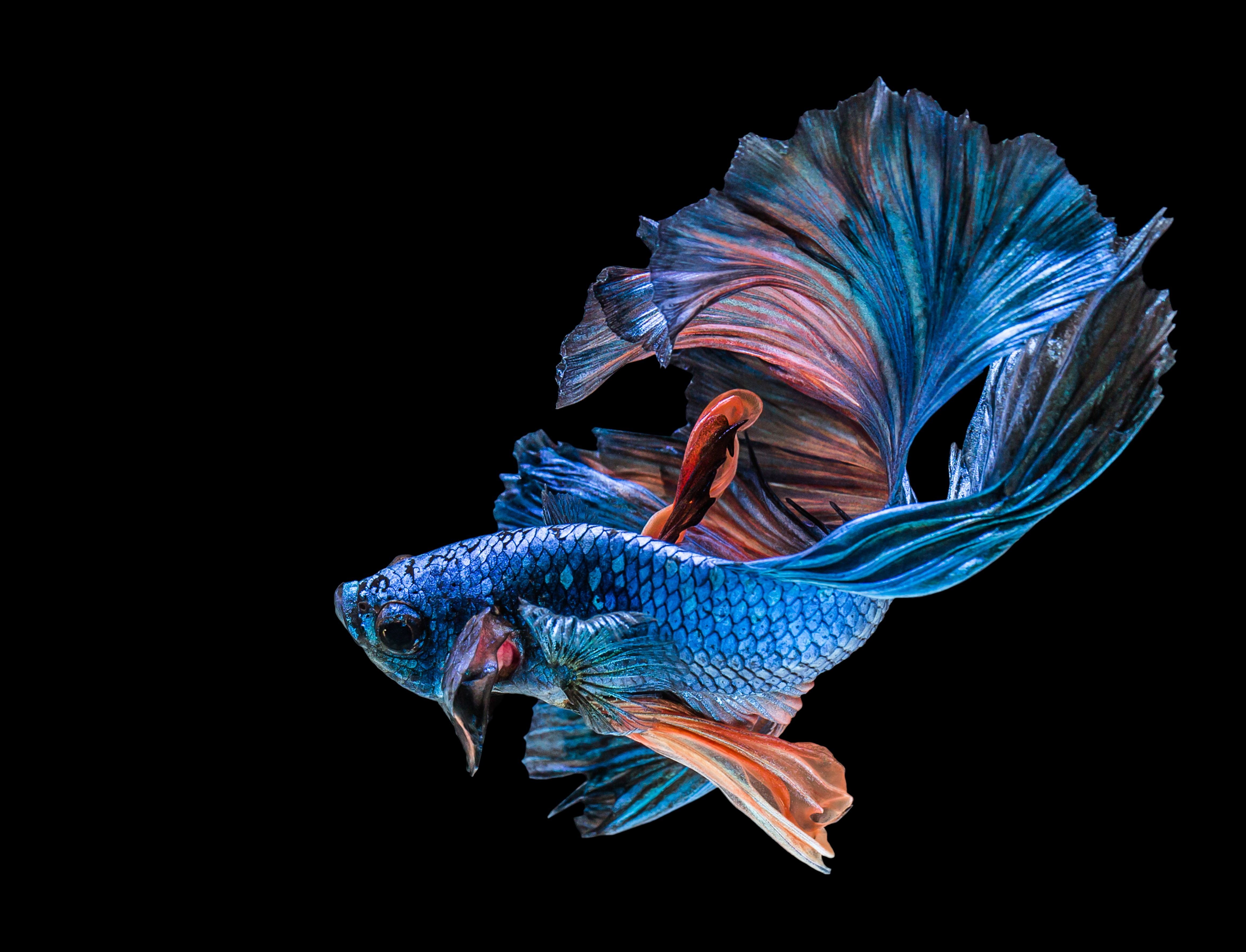 Detail Betta Fish Wallpaper Nomer 22