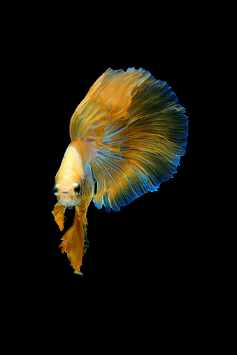 Detail Betta Fish Wallpaper Nomer 24