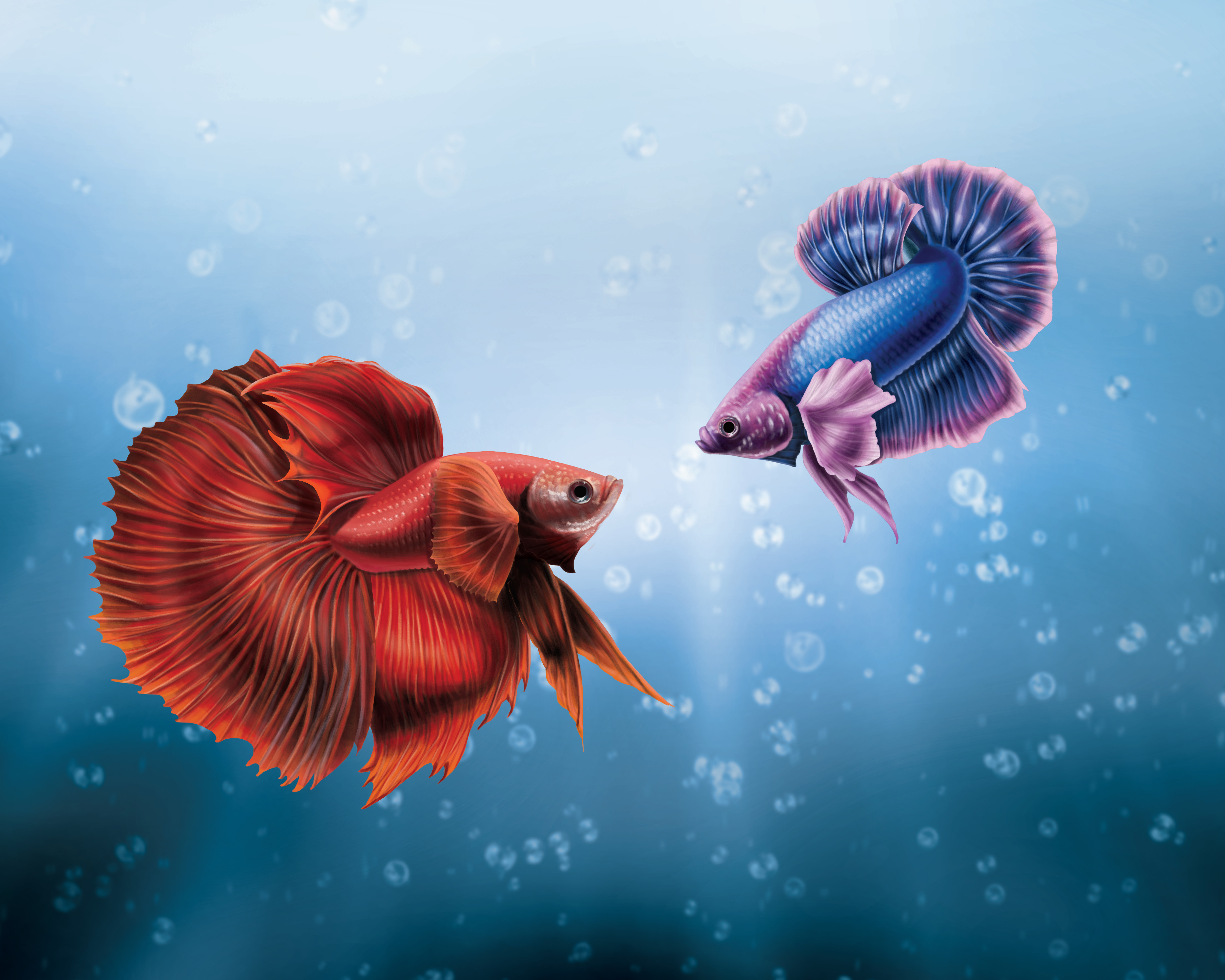 Detail Betta Fish Wallpaper Nomer 26