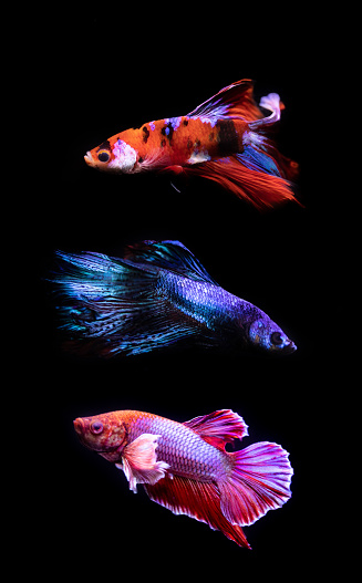 Detail Betta Fish Wallpaper Nomer 34