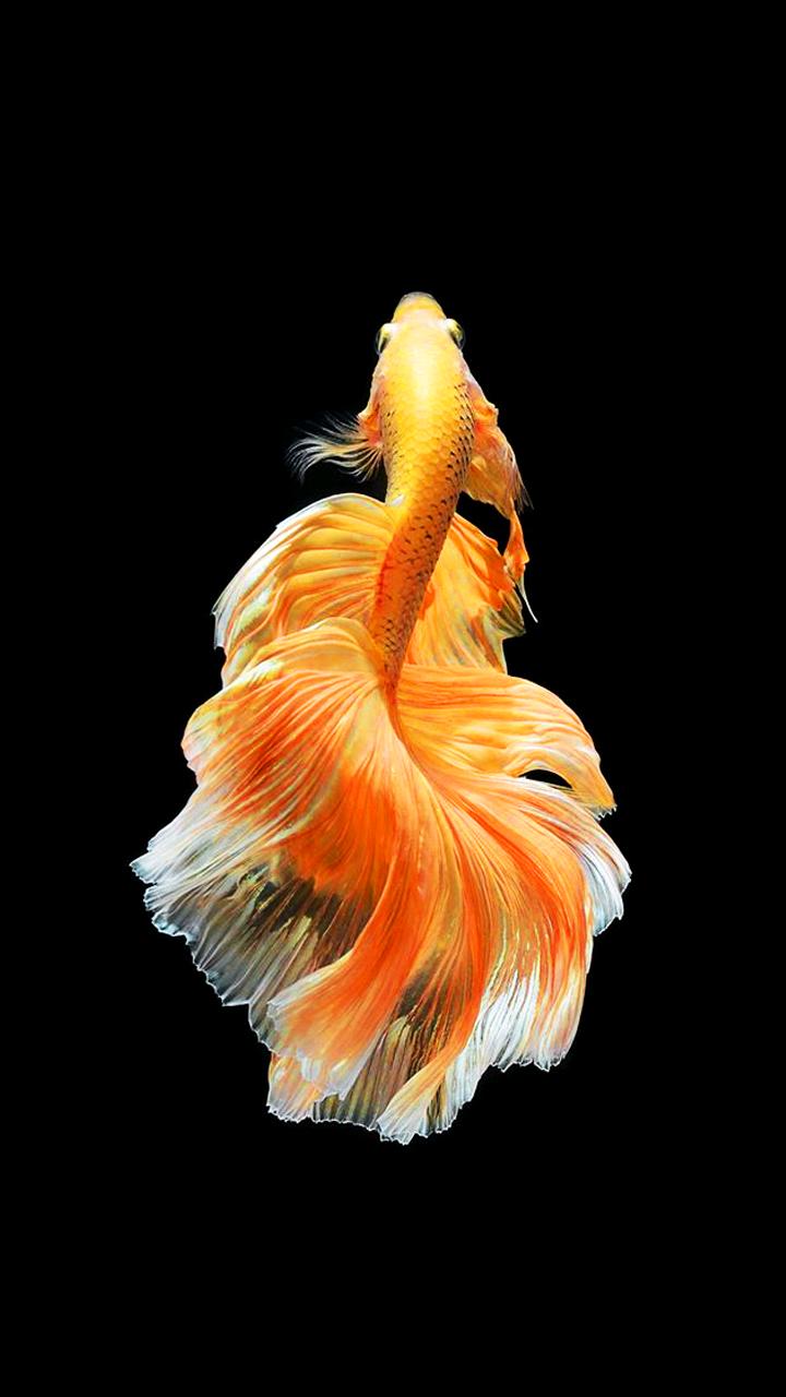 Detail Betta Fish Wallpaper Nomer 35