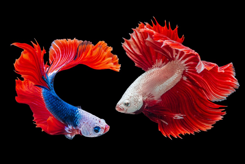 Detail Betta Fish Wallpaper Nomer 39