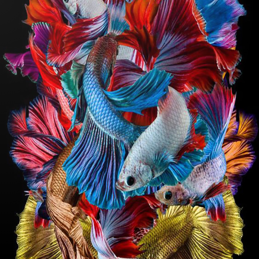 Detail Betta Fish Wallpaper Nomer 42